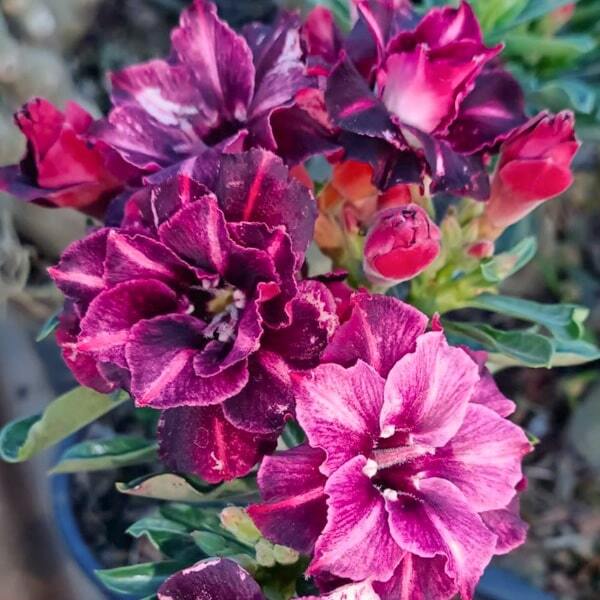 Adenium obesum ANGELA