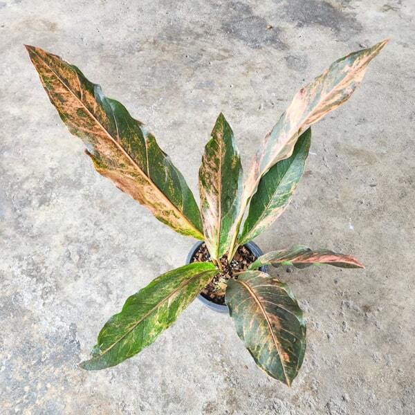 Anthurium HOOKERI VAR PINK