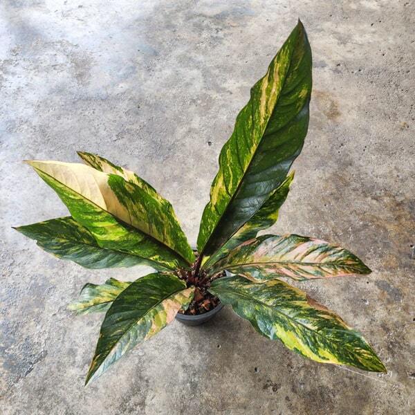 Anthurium HOOKERI VAR CREAM