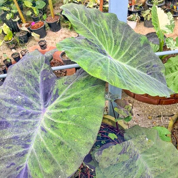 Colocasia ANUBIS