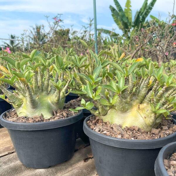 Adenium arabicum MIX L