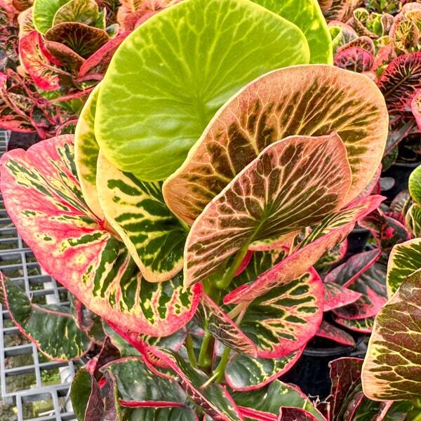 Croton ARI