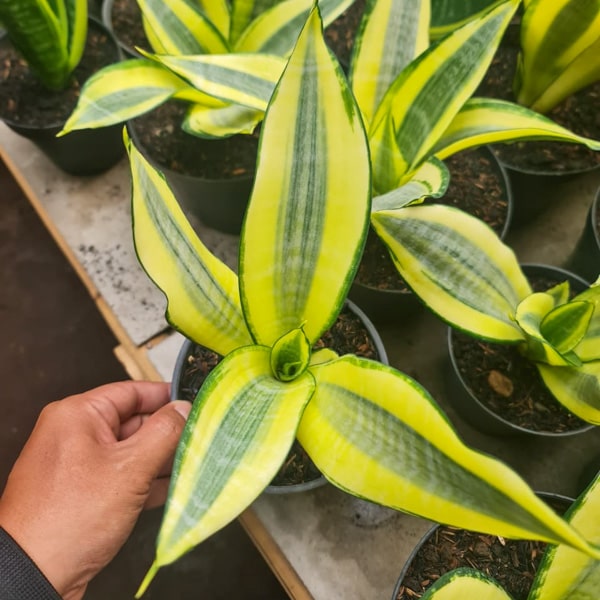 Sansevieria ASHAI