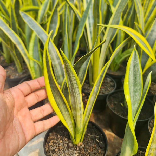 Sansevieria ASSALMA