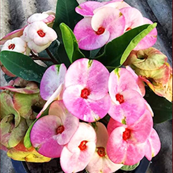 Euphorbia Milii AUENG NANG