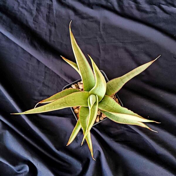 Sansevieria BAIBIT