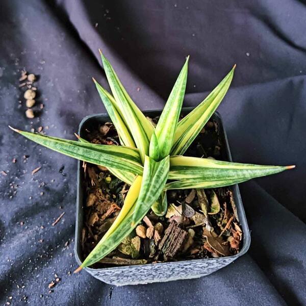 Sansevieria BALLYII STAR VAR