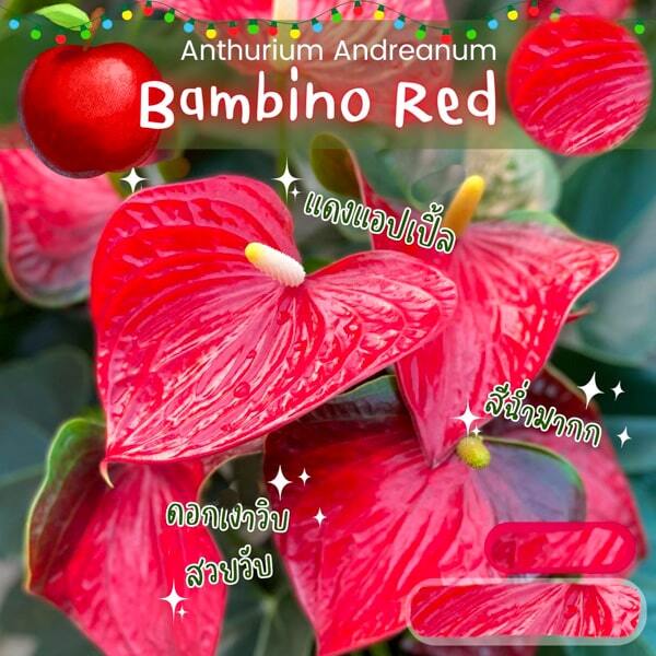 Anthurium andraeanum BAMBINO