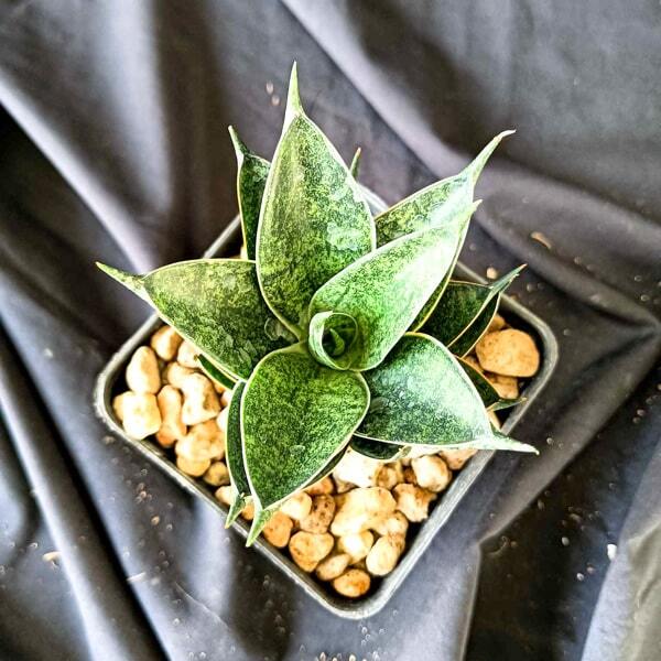 Sansevieria BLACK ANT