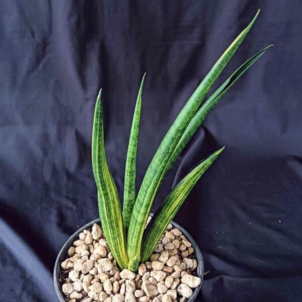 Sansevieria BLACK MAKAYLA VAR