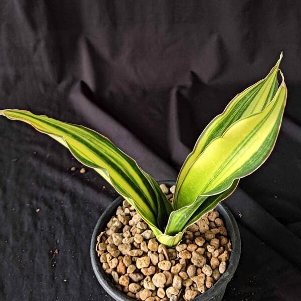 Sansevieria BLACK ROSE INDO VAR