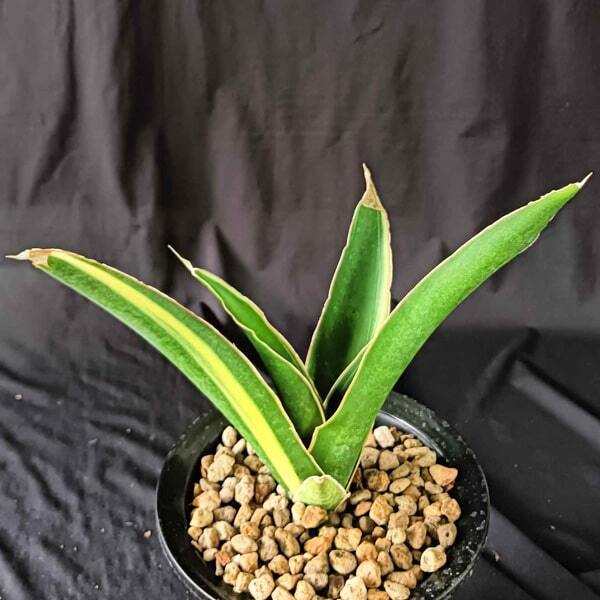 Sansevieria BLUEBOY VAR