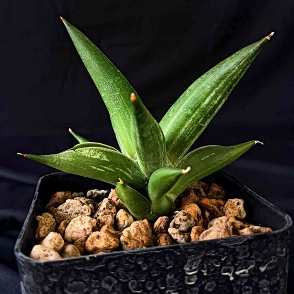 Sansevieria BONCEL SHADOW