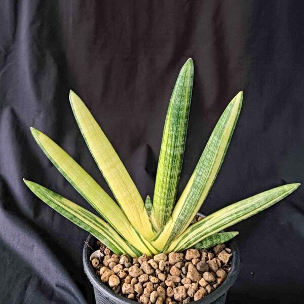 Sansevieria BONCEL VAR