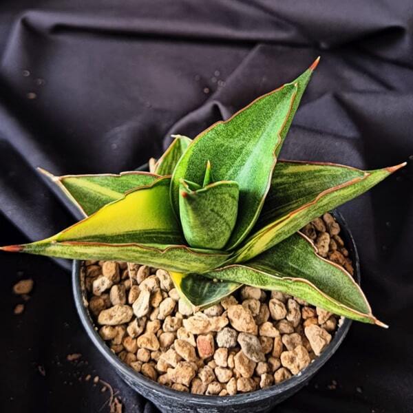 Sansevieria BONNY VAR