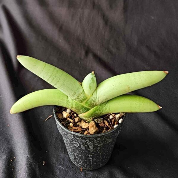 Sansevieria BONCEL PLATINUM