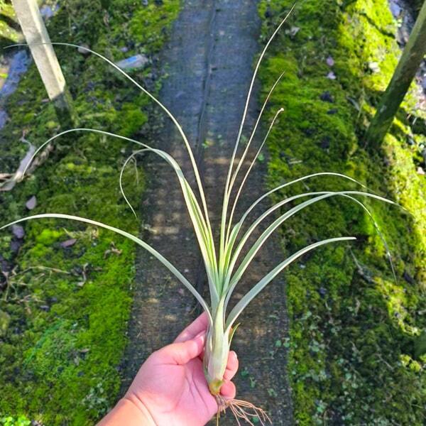 Tillandsia balbisiana