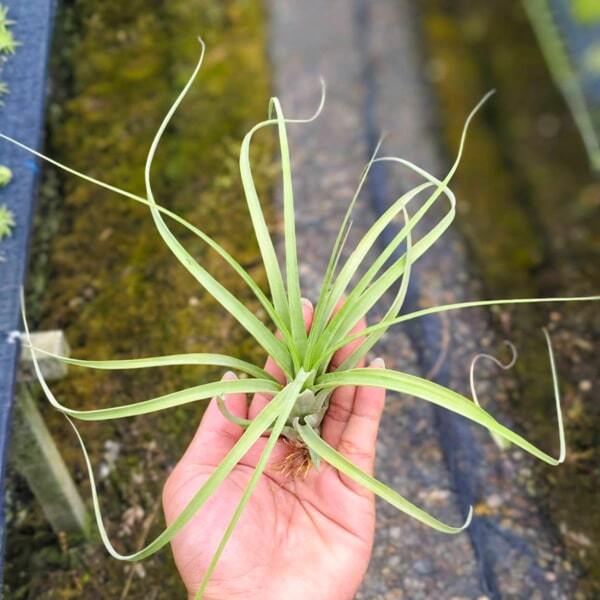 Tillandsia Royale (balbisiana x Velutina) R