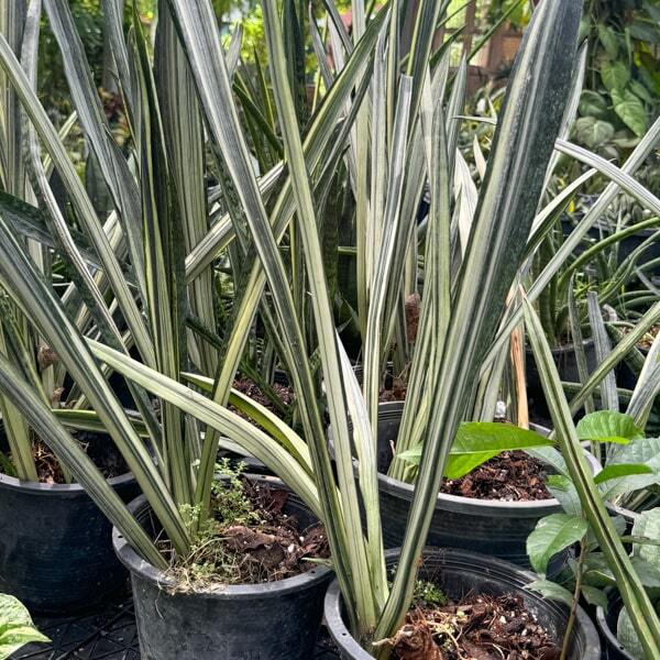 Sansevieria BANTEL SENSATION