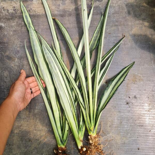 Sansevieria BANTEL