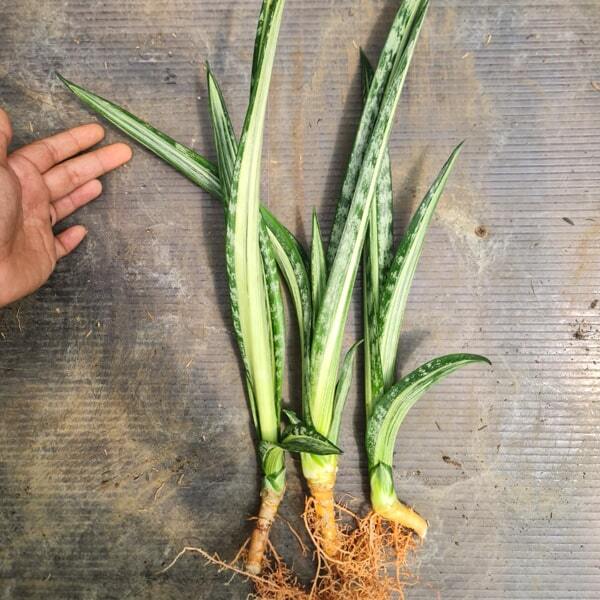 Sansevieria BANTEL BATIK