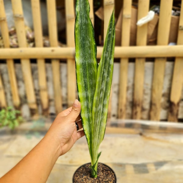 Sansevieria BANTEL VAR