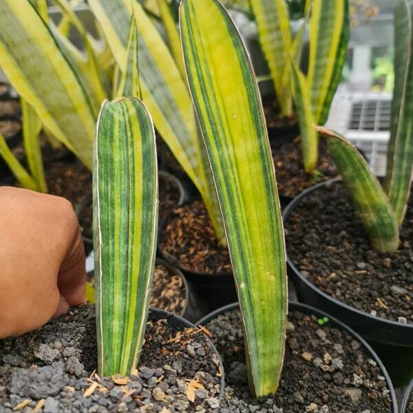 Sansevieria BASEBALL VAR 1 LEAF