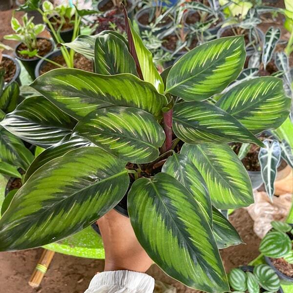 Calathea ORNATA BEAUTY STAR