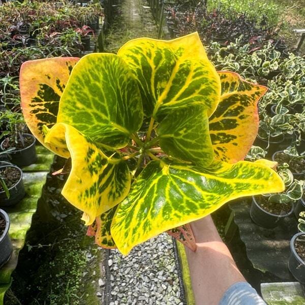 Croton BIN LAH THONG