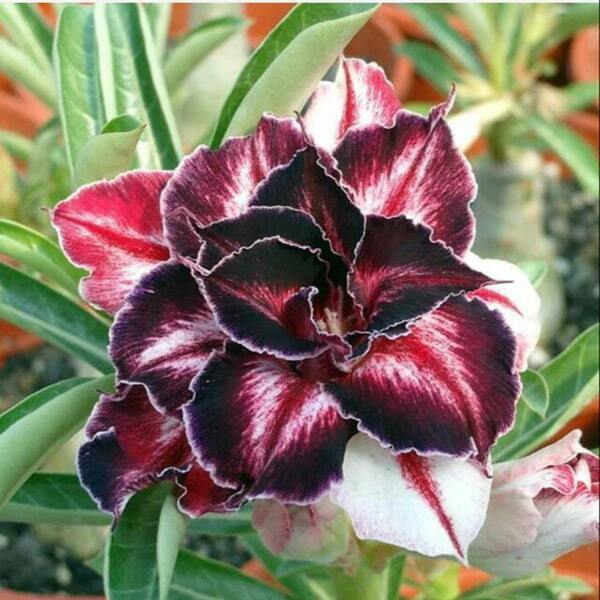 Adenium obesum BLACK AMARYLLIS