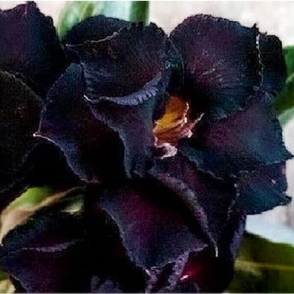 Adenium obesum BLACK SWAN
