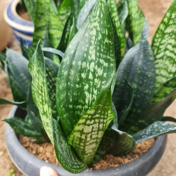 Sansevieria BLACK BRAZILIAN