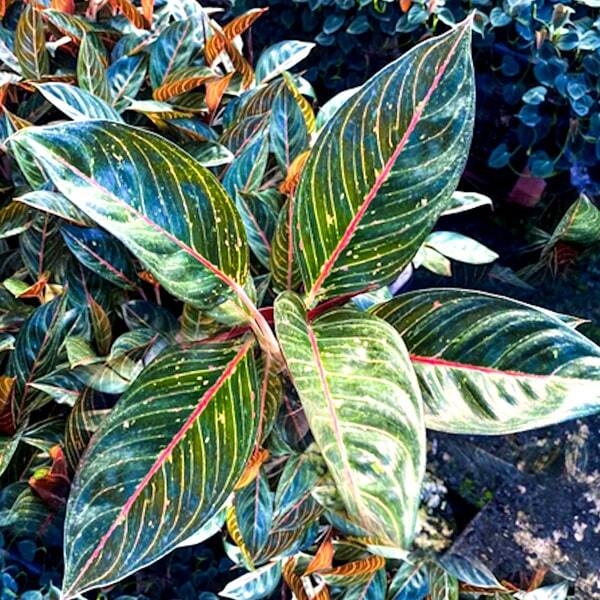 Aglaonema GREEN DIANA