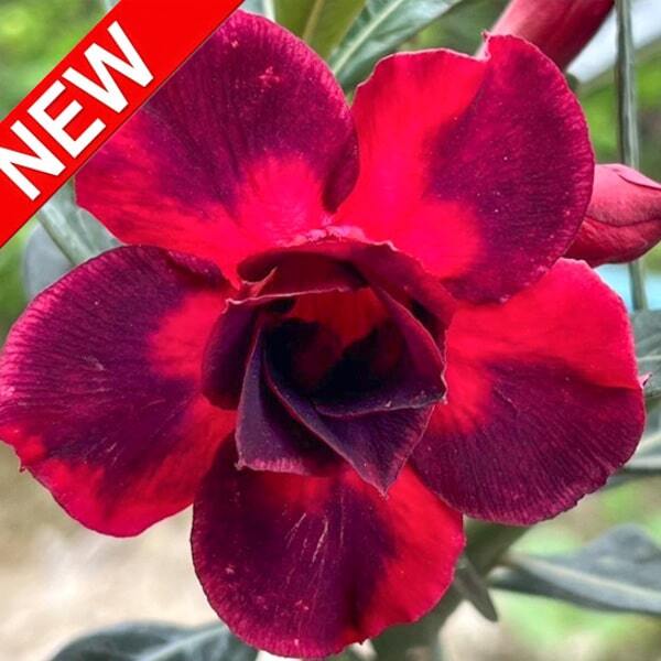 Adenium obesum BLACK DRAGON