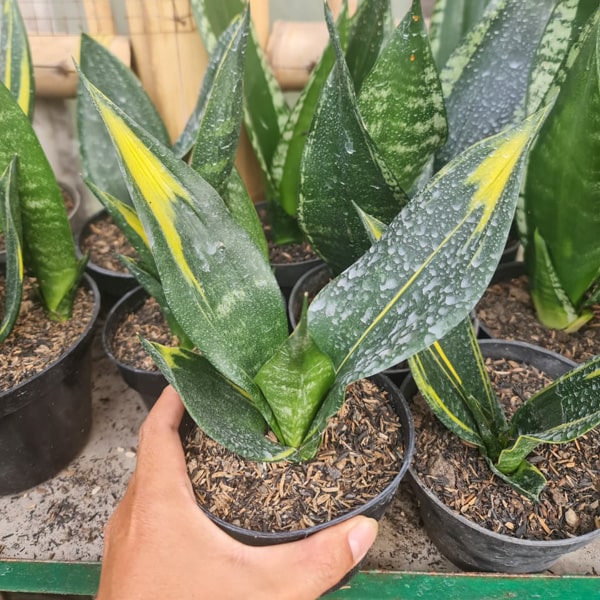 Sansevieria BLACK FLAME