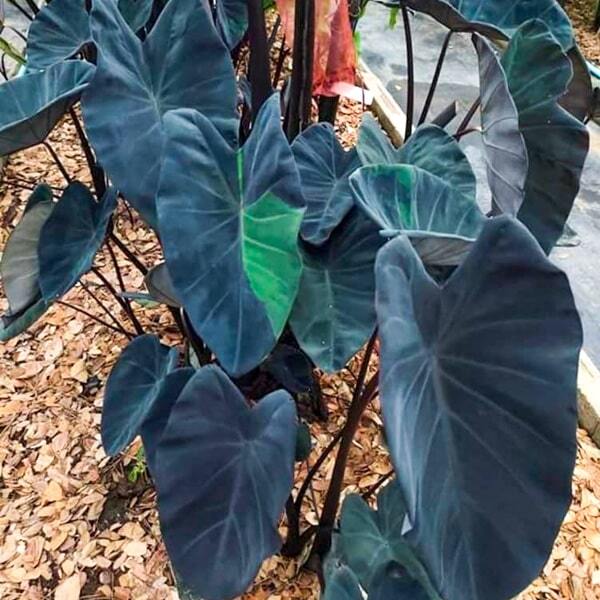 Colocasia BLACK GALAXY