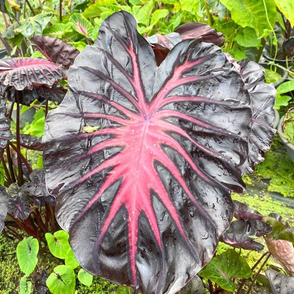 Colocasia BLACK LAVA