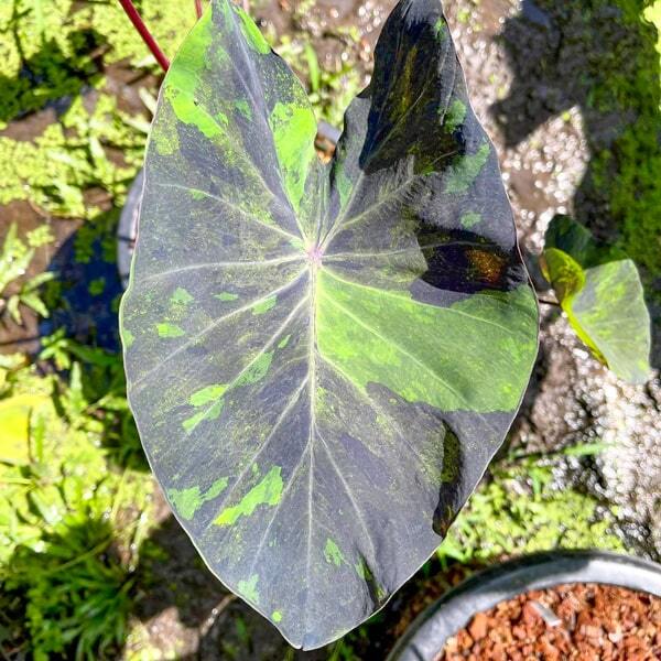 Colocasia BLACK MARBLE