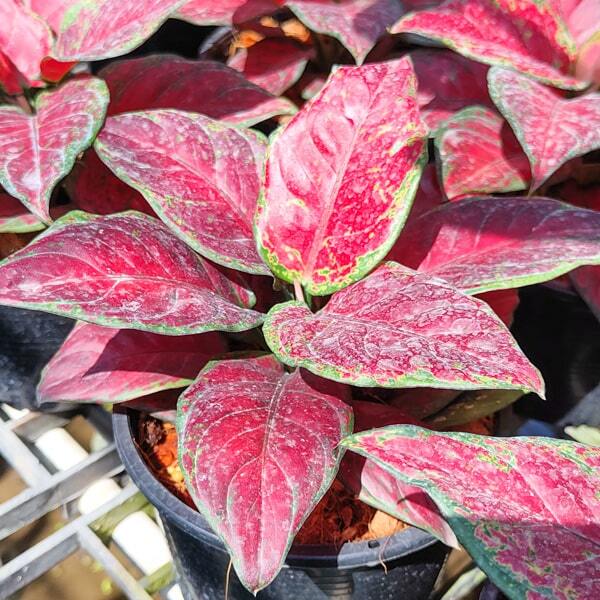 Aglaonema BLACK MAROON