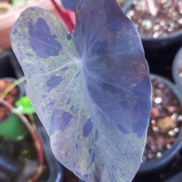 Colocasia BLACK MERLE