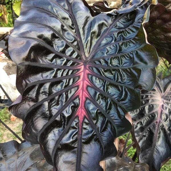 Colocasia BLACK PRINCESS