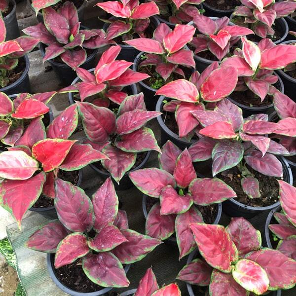 Aglaonema BLACK MAROON