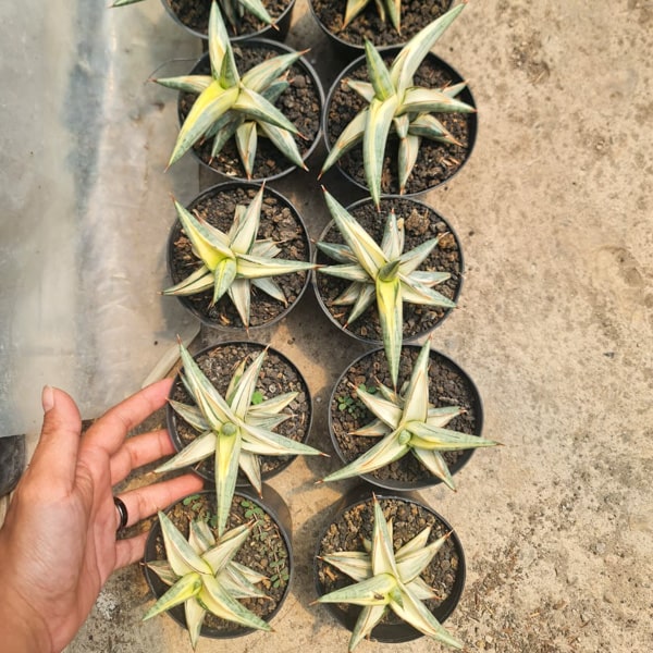 Sansevieria BLUE CLONE