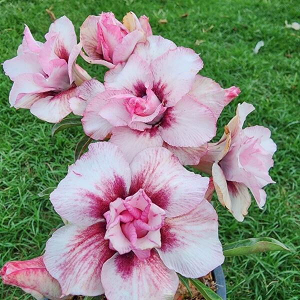 Adenium obesum BLUE SWAN