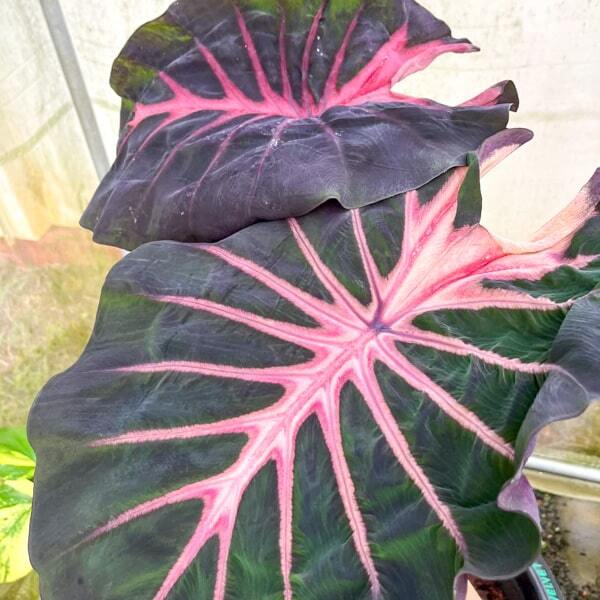 Colocasia BLUE VELVET