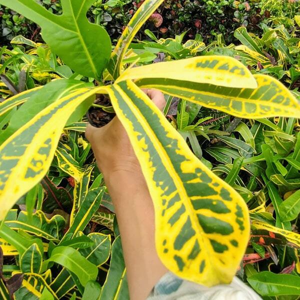 Croton BOSTON