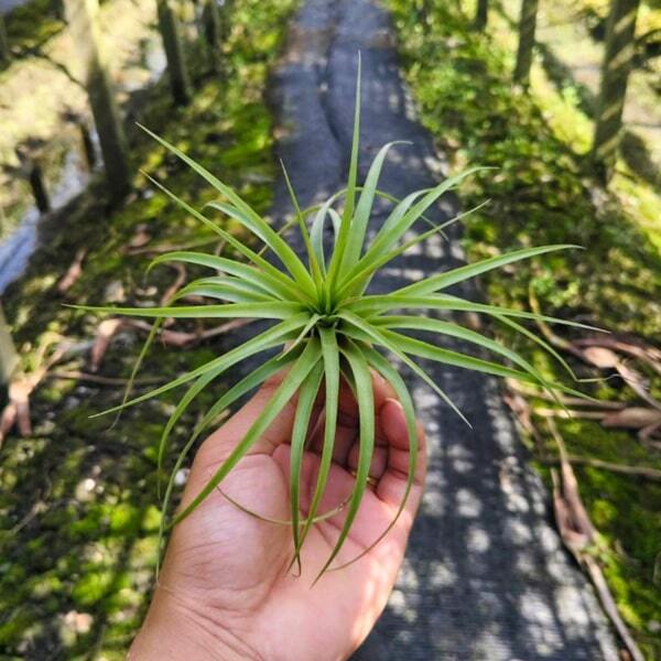 Tillandsia brachycaulos R