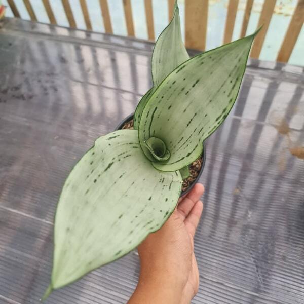 Sansevieria BRAZILIA