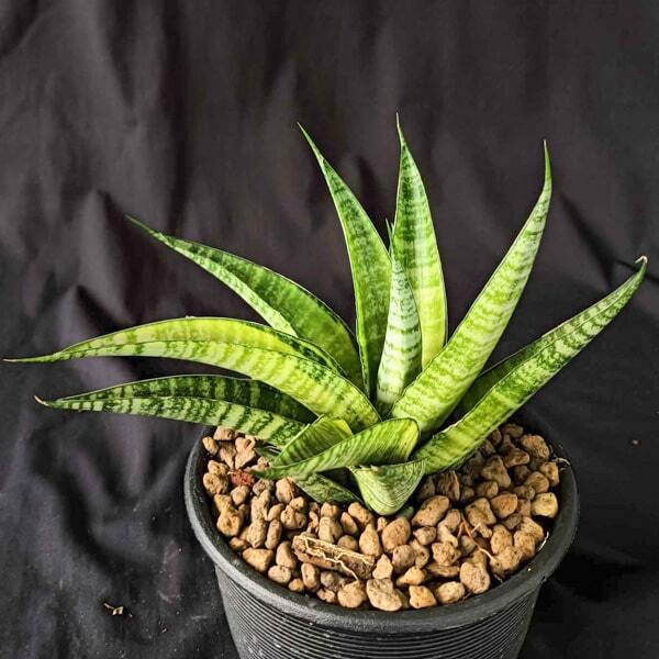 Sansevieria CHAIYO VAR