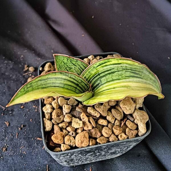 Sansevieria CLEOPATRA VAR